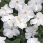 SADHE 50 Seeds Impatiens- Walleriana Baby -White