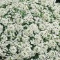 SADHE 500 Seeds Alyssum- White