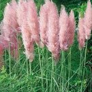 SADHE 100 Seeds Pampas Grass- Pink