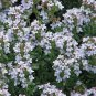 SADHE 100 Seeds Thyme- English- Vulgaris