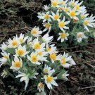 SADHE 25 Seeds Pulsatilla Vulgaris White