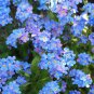 SADHE 500 Seeds Forget-Me-Not