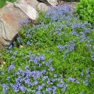 SADHE 50 Seeds Speedwell- Veronica Repens