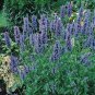 SADHE 200 Seeds Catmint- Blue