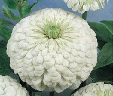 SADHE 100 Seeds Zinnia- Polar Bear White