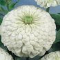 SADHE 100 Seeds Zinnia- Polar Bear White