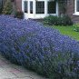 SADHE 50 Seeds Lavender- Munstead