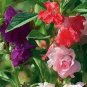 SADHE 50 Seeds Balsam Camelia- Impatiens