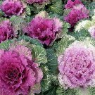 SADHE 50 Seeds Ornamental Kale- brassica oleracae