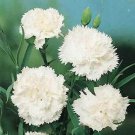 SADHE 50 Seeds Carnation- Grenadin- White