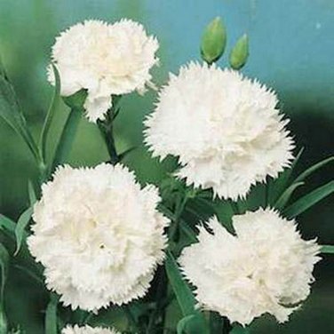 SADHE 50 Seeds Carnation- Grenadin- White