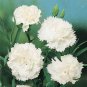 SADHE 50 Seeds Carnation- Grenadin- White