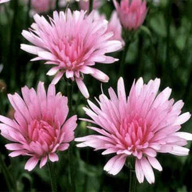 SADHE 50 Seeds Crepis- Pink