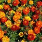 SADHE 1-00 Seeds Marigold- French Sparky Mix