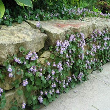 SADHE 200 Seeds Kenilworth Ivy