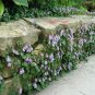 SADHE 200 Seeds Kenilworth Ivy