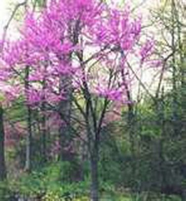 SADHE 20 Seeds Redbud Tree- Eatern