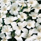 SADHE 50 Seeds Agrostemma- White