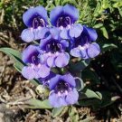 SADHE 100 Seeds Penstemon- Showy Blue