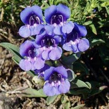 SADHE 100 Seeds Penstemon- Showy Blue