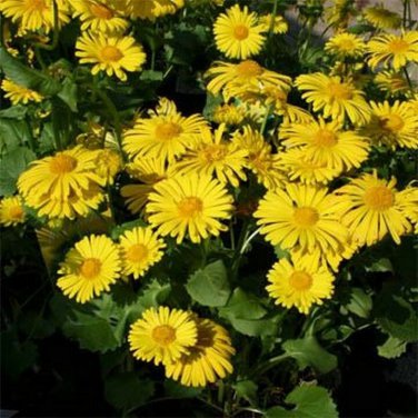 SADHE 50 Seeds Leopard's Bane