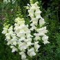 SADHE 200 Seeds Snapdragon- Snowflake