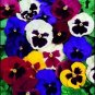 SADHE 50 Seeds Pansy- Swiss Giant Mix