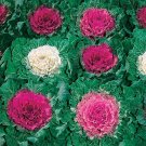 SADHE 50 Seeds Ornamental Cabbage- brassica oleracae
