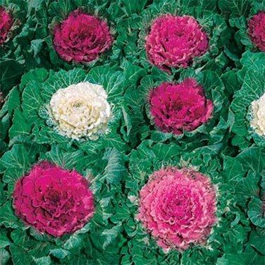 SADHE 50 Seeds Ornamental Cabbage- brassica oleracae