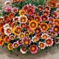 SADHE 50 Seeds Gazania- Mixed colors