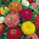 OKAOKEIYA 500 Zinnia Seeds California Giant Mix Flower Seeds