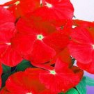 OKAOKEIYA Vinca Seeds Sunsplash Red 50 Seeds