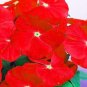 OKAOKEIYA Vinca Seeds Sunsplash Red 50 Seeds
