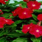 OKAOKEIYA Vinca Seeds Sunsplash Burgundy 50 Seeds