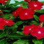 OKAOKEIYA Vinca Seeds Sunsplash Burgundy 50 Seeds