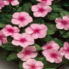OKAOKEIYA 50 Vinca Seeds Sunsplash Light Pink Seeds