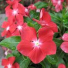 "OKAOKEIYA Vinca Seeds Pacifica XP Orange Flower Seeds 50 Seeds "