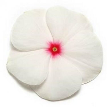 OKAOKEIYA 50 Vinca Seeds Pacifica XP Polka Dot Flower Seeds