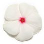 OKAOKEIYA 50 Vinca Seeds Pacifica XP Polka Dot Flower Seeds