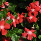 OKAOKEIYA Vinca Seeds Pacifica XP Cherry Red Halo Flower Seeds 50 Seeds