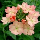 OKAOKEIYA Verbena Seeds Peaches And Cream 50 Seeds FLOWERS
