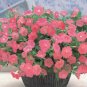 OKAOKEIYA 25 Pelleted Seeds Opera Supreme Salmon Trailing Petunia Seeds