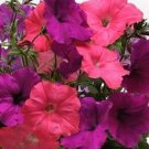 OKAOKEIYA Easy Wave Opposites Attract Mix 25 Pelleted Seeds Pelleted Petunia Seeds