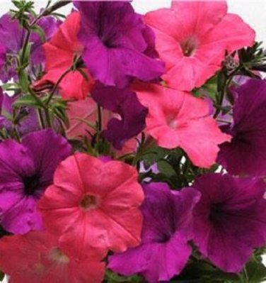 OKAOKEIYA Easy Wave Opposites Attract Mix 25 Pelleted Seeds Pelleted Petunia Seeds
