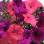 OKAOKEIYA Easy Wave Opposites Attract Mix 25 Pelleted Seeds Pelleted Petunia Seeds