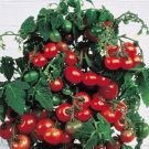 OKAOKEIYA Tiny Tim Tomato Seeds 50 Tomato Seeds