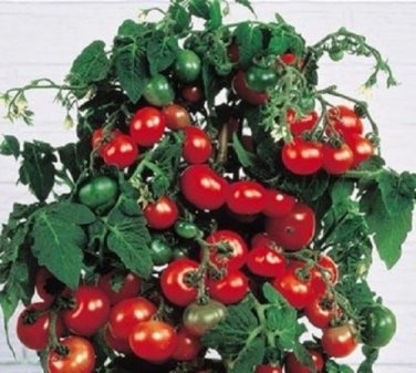 OKAOKEIYA Tiny Tim Tomato Seeds 50 Tomato Seeds