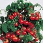OKAOKEIYA Tiny Tim Tomato Seeds 50 Tomato Seeds
