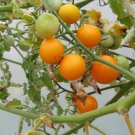 OKAOKEIYA Tomato Seeds 25 Sunsugar Seeds Sun Sugar Tomato