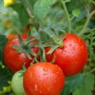 OKAOKEIYA 50 Tomato Seeds Patio F Hybrid Tomato Seeds